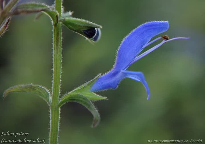 Salvia patens Laiuvaõieline salvei